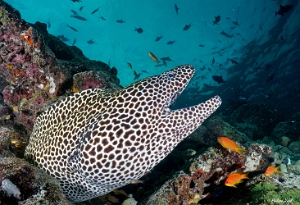 Maldives 2021 - Murene leopard  - Blackspotted morey  - Gymnothorax favagineus - DSC00857_rc
